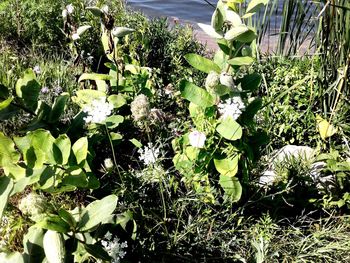 High angle view of flowering plants on field