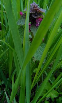 Close-up of grass growing on field