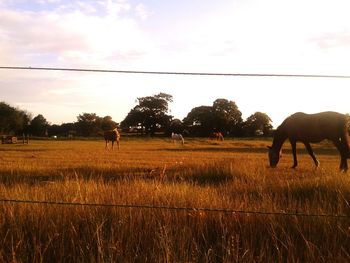 Sheep grazing on grassy field