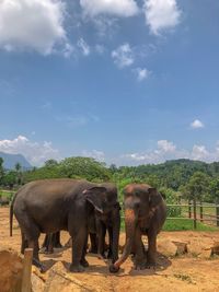 Elephant in a field