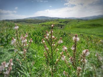 Scenic view of grassy field against sky