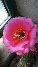 Close-up of pink flower blooming outdoors