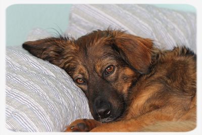 Close-up portrait of dog lying at home