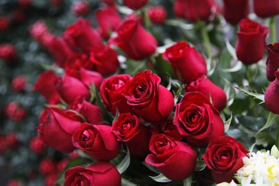 Close-up of red roses