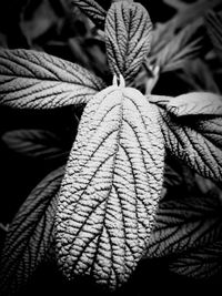 Close-up of dried leaves