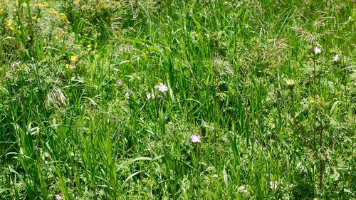 Flowers growing in field