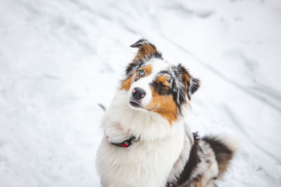 Close-up of dog on snow