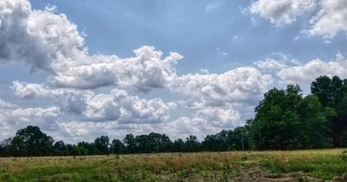 Scenic view of field against sky