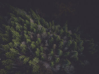 High angle view of trees in forest