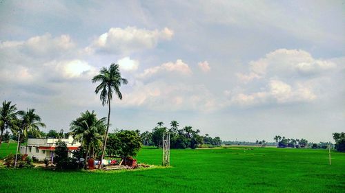 Palm trees on field against sky