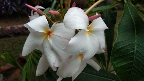 Close-up of white flowering plant