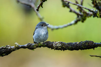 Close-up of bird perching on branch
