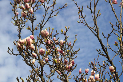 Low angle view of flowering tree against sky