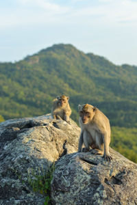 Monkey sitting on rock