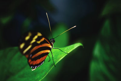 Close-up of butterfly on leaf