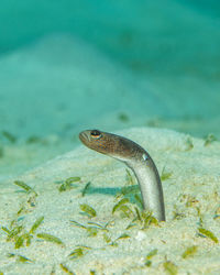 Heteroconger longissimus, brown garden eel