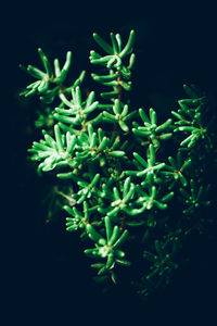 Close-up of green plant against black background