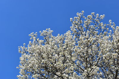 Low angle view of cherry blossoms against blue sky