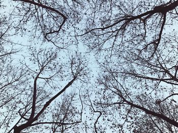 Low angle view of trees against sky