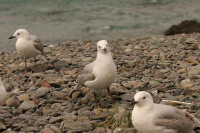 View of seagulls on shore