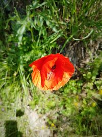 Close-up of butterfly on flower