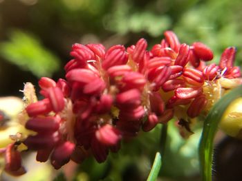 Close-up of red flowers blooming outdoors