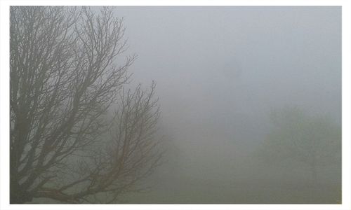 Bare trees against sky