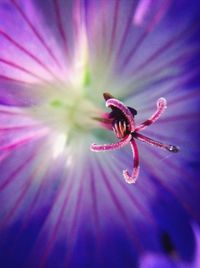 Close-up of honey bee on flower