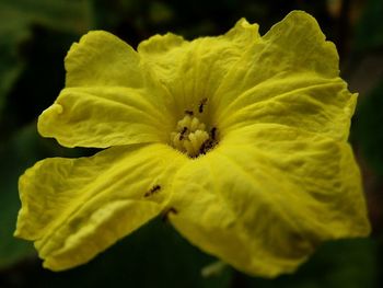 Close-up of yellow flower