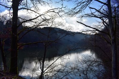 Scenic view of lake in forest