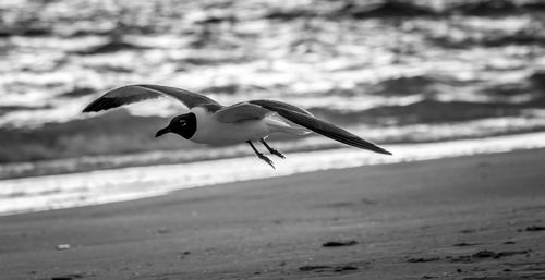 Seagull flying over beach