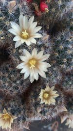 Close-up of white daisy flowers