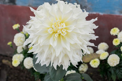 Close-up of white flowering plant