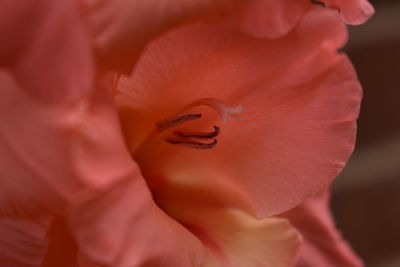 Close-up of pink rose