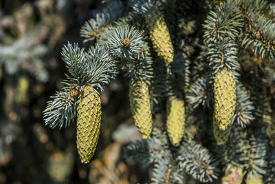 Close-up of yellow flowering plant