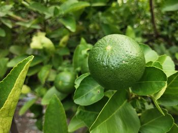 Close-up of fruits on tree