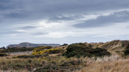 Scenic view of field against sky