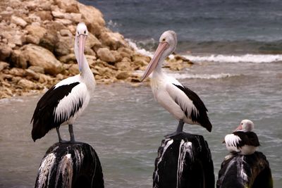 Birds perching on wooden post in sea