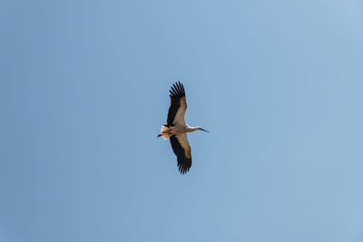 Low angle view of bird flying