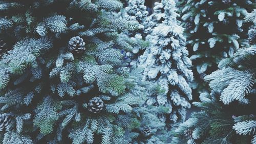 Full frame shot of pine tree during winter