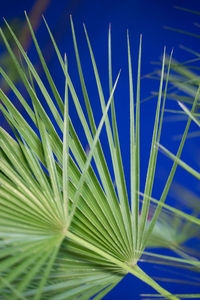 Close-up of palm leaf against blue sky
