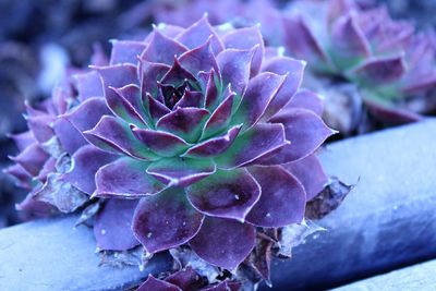 Close-up of succulent plant