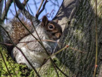 Close-up of bird on tree trunk