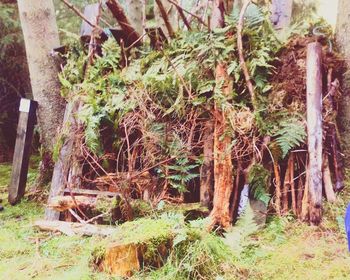 Trees and plants on field in forest