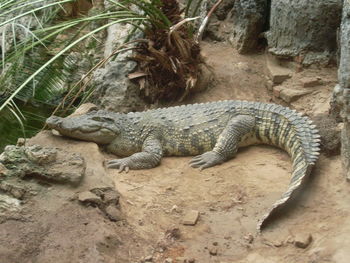 Crocodile in zoo