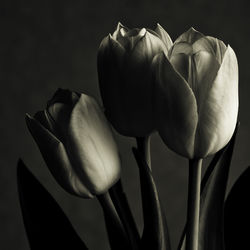 Close-up of tulips against white background