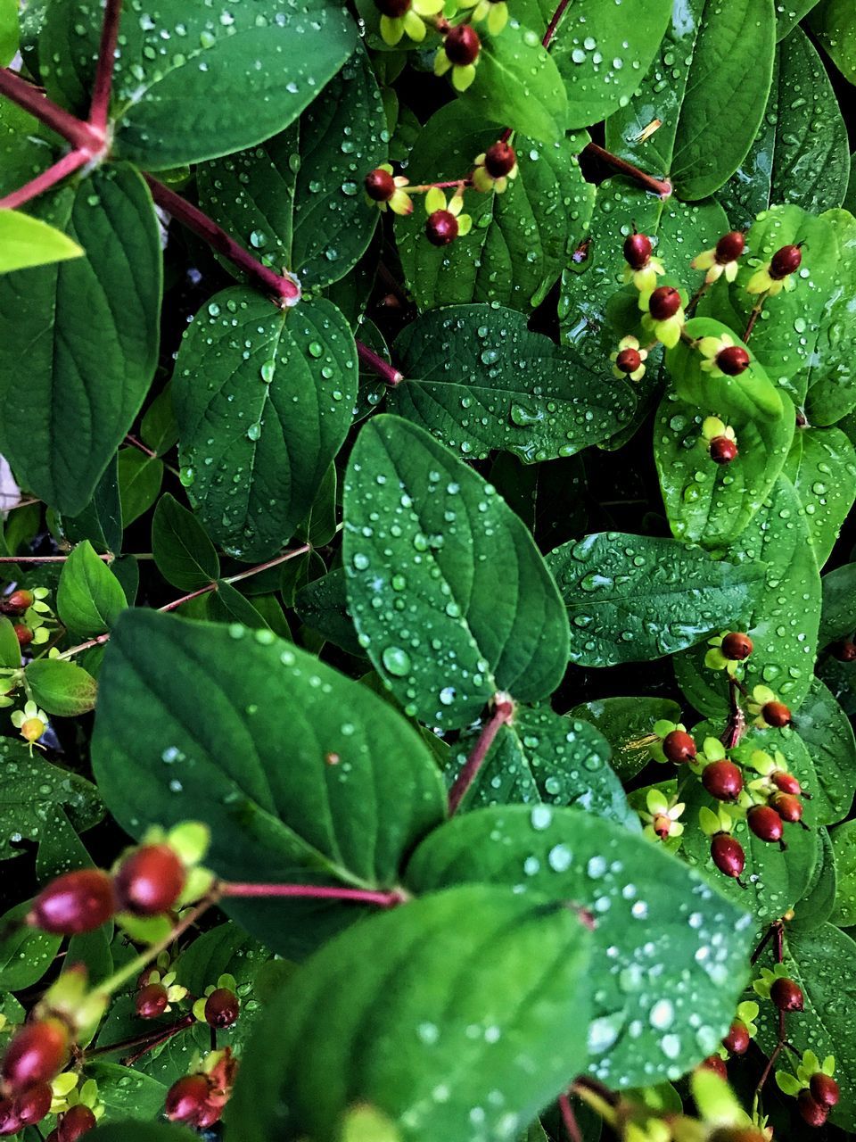 plant part, leaf, green color, plant, water, freshness, growth, nature, beauty in nature, no people, full frame, close-up, drop, healthy eating, food and drink, food, berry fruit, backgrounds, fruit, outdoors, rain, dew, leaves, ripe, raindrop, purity