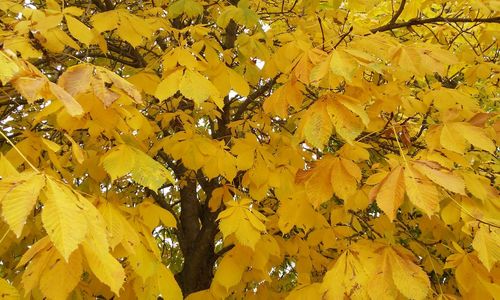 Full frame shot of yellow leaves