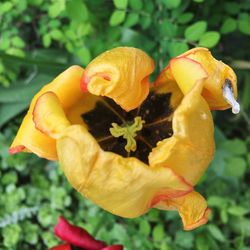 Close-up of yellow rose flower