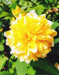 Close-up of yellow flower blooming outdoors